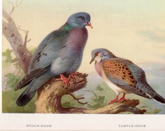 Archibald Thorburn bird print, Stock dove and turtle dove