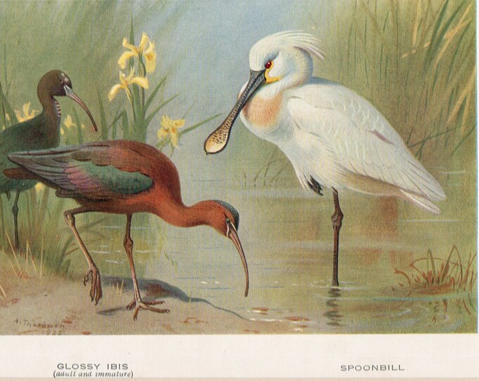 Archibald Thorburn bird print, Glossy Ibis and Spoonbill