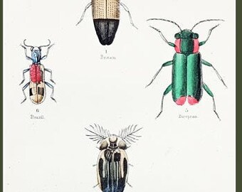 Beetles from The Naturalist's Library by William Jardine: Elater melanocephalus and others