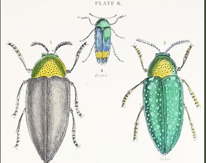 Beetles from The Naturalist's Library by William Jardine: Buprestis chrysis and others