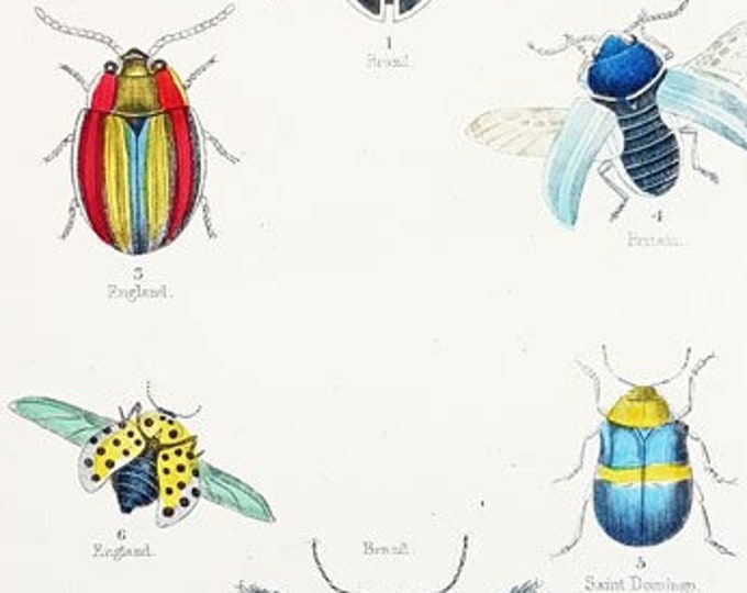 Beetles from The Naturalist's Library by William Jardine: Alurnus marginatus and others