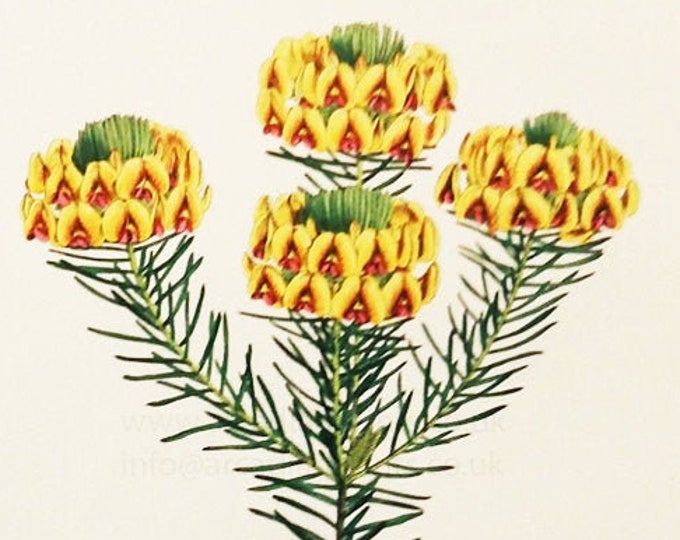 Pultenaea Ericoides, antique hand coloured botanical engraving