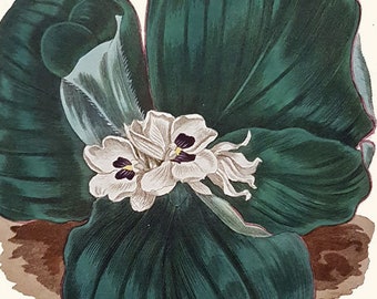 Galangale: Antique hand-coloured botanical copper engraving