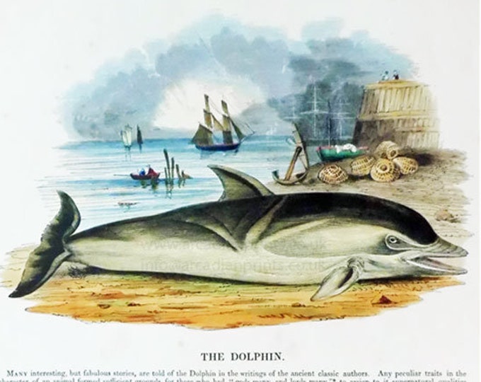 The Dolphin - early print with original hand colouring