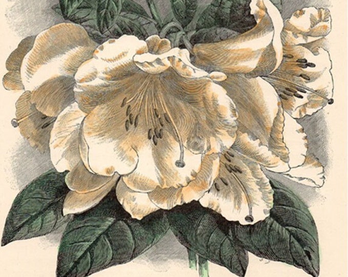 Antique hand-coloured botanical woodcut from The Flower Grower's Guide, Rhododendron Fragrantissimum