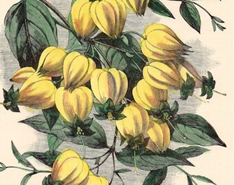 Antique hand-coloured botanical woodcut from The Flower Grower's Guide, Clerodendron Thompsonae