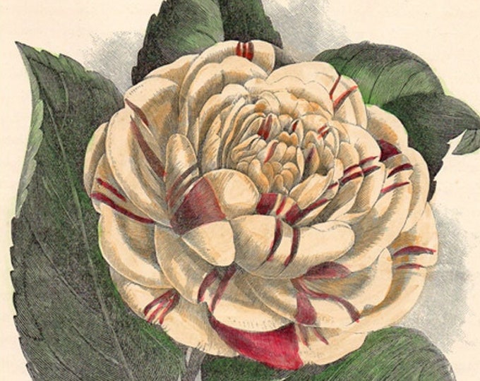 Antique hand-coloured botanical woodcut from The Flower Grower's Guide, Camellia - Countess of Orkney