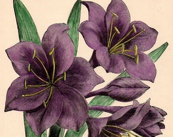 Antique hand-coloured botanical woodcut from The Flower Grower's Guide, Vallota Purpurea