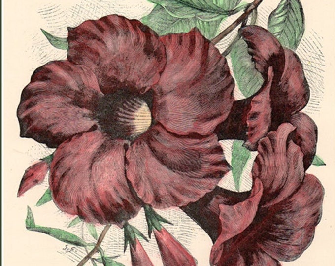Antique hand-coloured botanical woodcut from The Flower Grower's Guide, Dipladenia Splendens Profusa