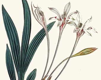 Long-tubed Babiana: Antique hand-coloured botanical copper engraving