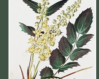 Berberis glumacea, antique botanical print by C J Rosenberg