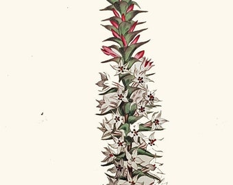 Rigid Epacris: Antique hand-coloured botanical copper engraving