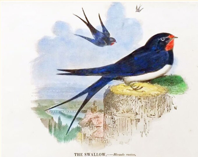 The Swallow - early print with original hand colouring
