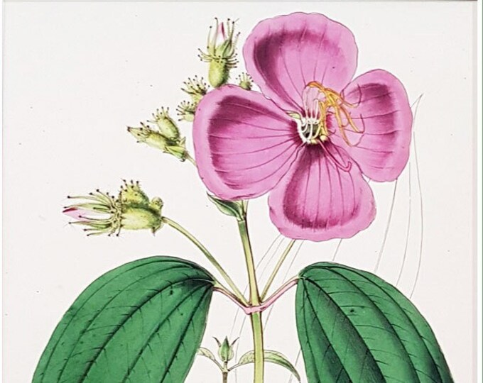 Early botanical engraving, Osbeckis Stellata