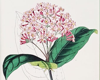Early botanical engraving, Rogiera Cordata