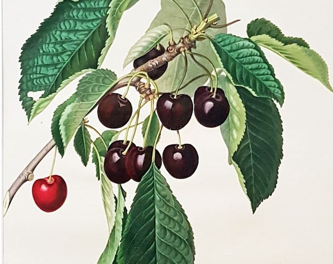 Early botanical aquatint of the Early purple griotte cherry