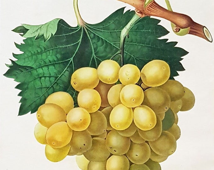 Early botanical aquatint of the Cannon Hall Muscat Grape