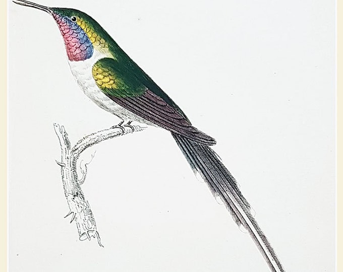 Antique hand coloured humming bird print, Trochilus Cora