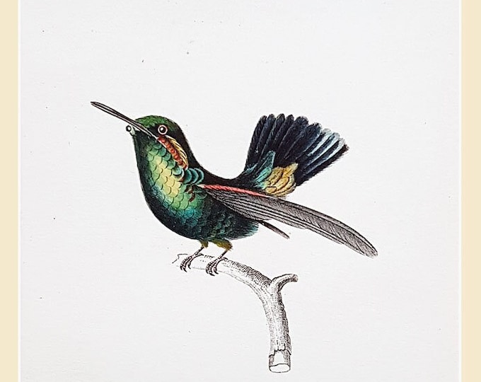 Antique hand coloured humming bird print, Trochilus Prasina