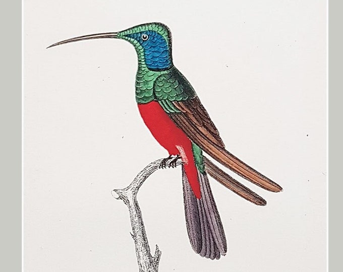 Antique hand coloured humming bird print, Trochilus Multicolour