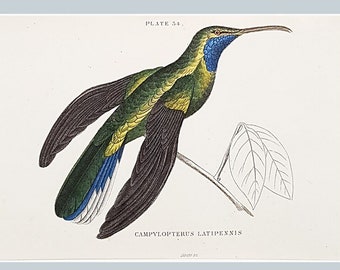 Antique hand coloured humming bird print, Campylopterus Latipennis