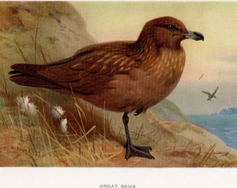 Archibald Thorburn bird print, Great Skua