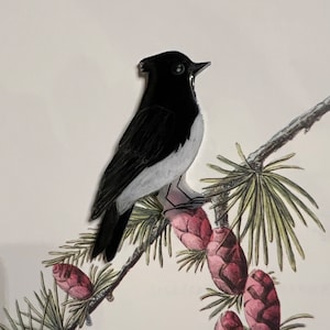 Black Phoebe Lapel Pin (or magnet)