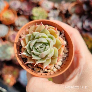 Graptoveria 'Ibaraki Star' (Gv.'Silver Star'x e.hyalina) Mam & Sister Original Hybrid Live Plant Cluster Pot 7 cm, import z Korei ULTRA RZADKA