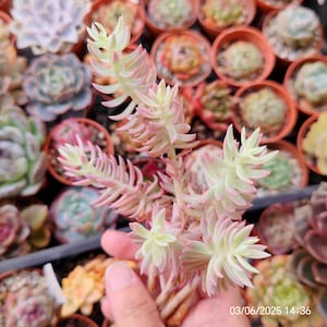 Sedum 'Angelina' variegata Żywa roślina 8 cm, importowana z Korei BARDZO RZADKA