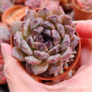 Echeveria  &#39;Sara Black&#39; Chang Hee original hybrid Live Plant 5.5cm, Korean imported RARE