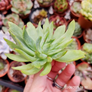Echeveria &#39;Nanacan&#39; Monstrousa Live Plant 7cm, Korean imported