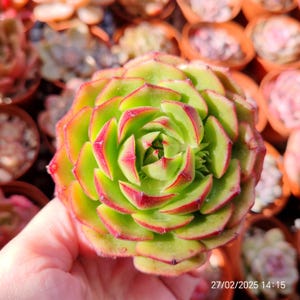 Echeveria &#39;Fuego&#39; Hwaga Original Hybrid Live Plant 8cm, Korean imported RARE