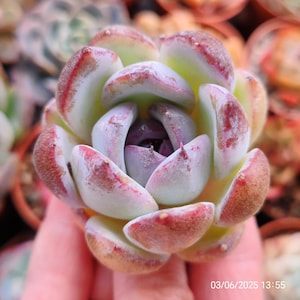 Echeveria  &#39;Grace Queen&#39;  Live Plant 5.5cm, Korean imported RARE