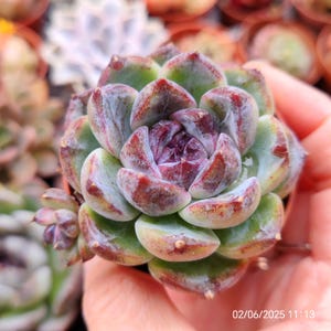 Echeveria &#39;Purple Boa&#39; Live Plant 6cm, Korean imported RARE