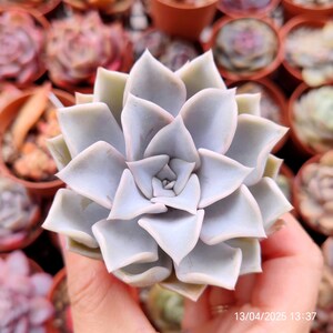 Echeveria &#39;Miss Lili&#39; Hwaga Original Hybrid Live Plant 7cm, Korean imported RARE