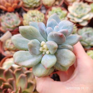 Pachyveria &#39;Frevel&#39; Monstrousa Mutant Live Plant Pot 7,cm, Korean imported