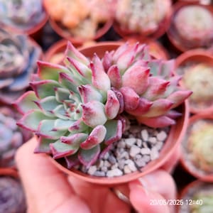 Echeveria &#39;Rusara&#39; (Rubin x Sarahime) Chang Hee Original Hybrid Live Plant 6cm, Korean imported RARE