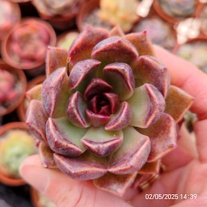 Echeveria  &#39;Yomi Yomi&#39;  Live Plant 5.5cm, Korean imported RARE