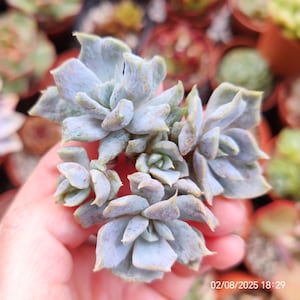 Echeveria 'Vampire Alollosa' Żywa doniczka 7 cm, import z Korei