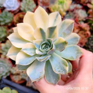 Echeveria &#39;Gilo&#39; variegata Live Plant 8cm, Korean imported