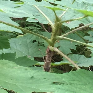 Kat’s Soothing Devil’s Club Balm från North Pole, Alaska