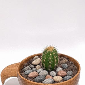 Kuksa shape oak wood cactus pot, succulent pot