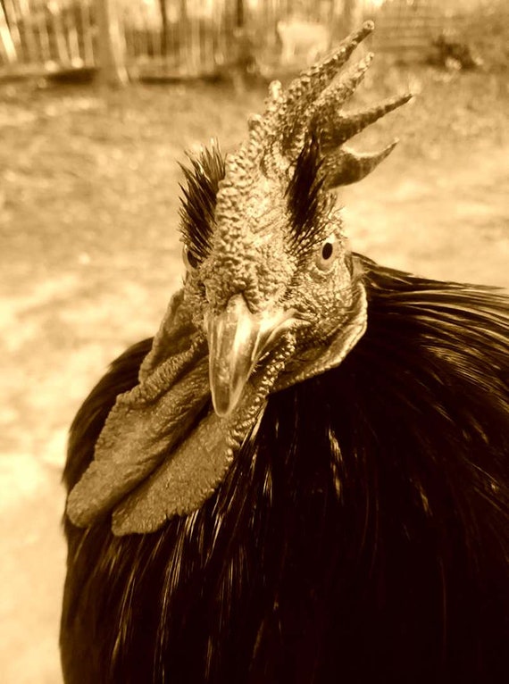 Frog The Rooster 5x7 Photo