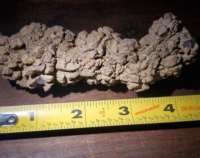 fossilized turd