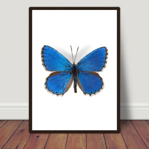 Butterfly Wall Art, Butterfly Print, Butterfly Art Print, Butterfly Art, Butterfly Printable, Butterfly Art for Bedroom, Home Office Decor