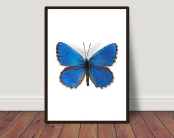 Butterfly Wall Art, Butterfly Print, Butterfly Art Print, Butterfly Art, Butterfly Printable, Butterfly Art for Bedroom, Home Office Decor