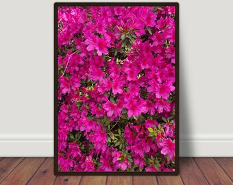 Azalea Art Print, Azalea Print, Spring Azalea Print, Wildflowers Art, Botanical Flower Print, Floral Wall Art, Living Room, Kitchen Decor