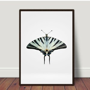 Butterfly Wall Art, Butterfly Print, Butterfly Art Print, Butterfly Art, Butterfly Printable, Nursery Decor, Nursery Print, Wall Decor