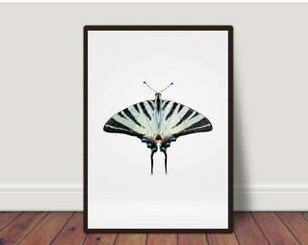 Butterfly Wall Art, Butterfly Print, Butterfly Art Print, Butterfly Art, Butterfly Printable, Nursery Decor, Nursery Print, Wall Decor