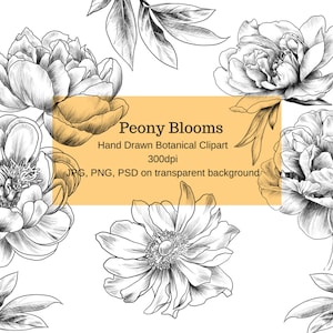 Peony Blooms-Licencja komercyjna - do 5000 produktów końcowych na sprzedaż